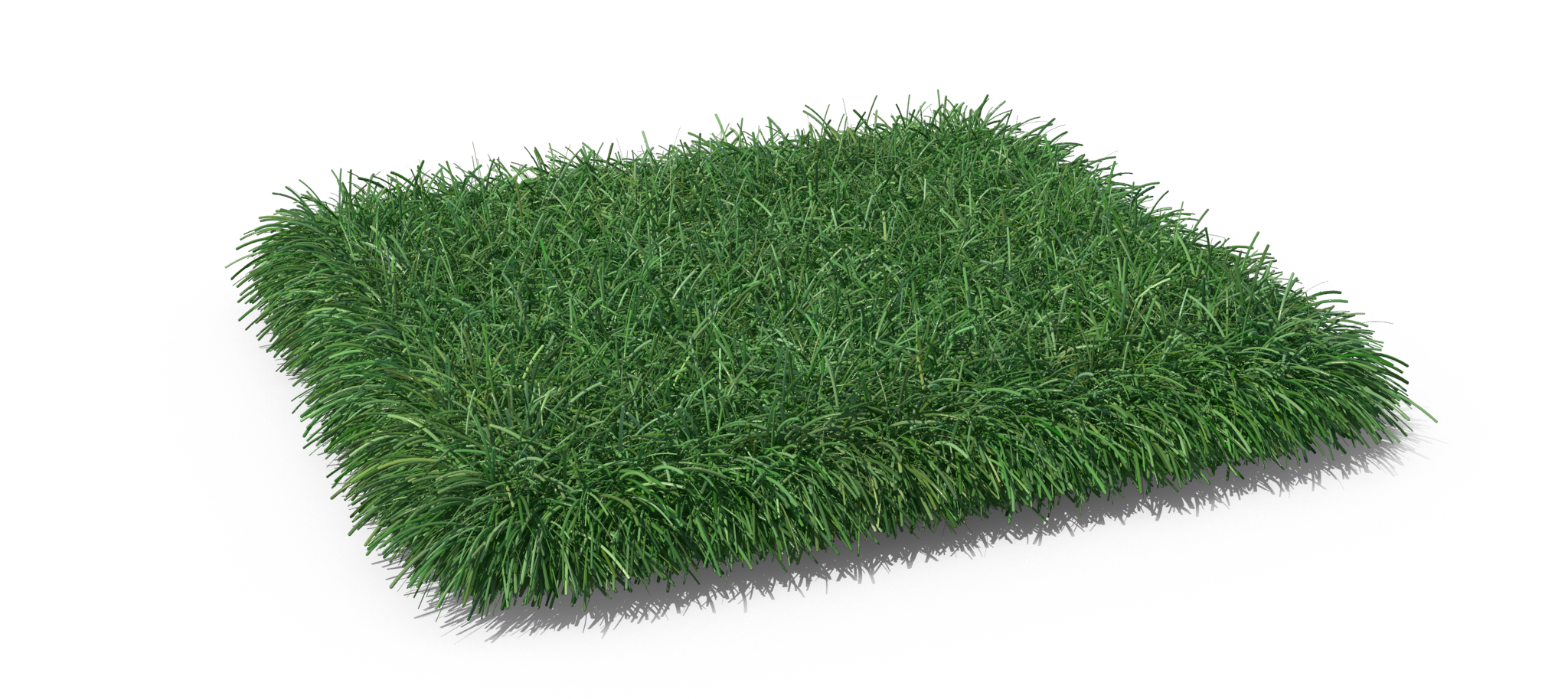grass